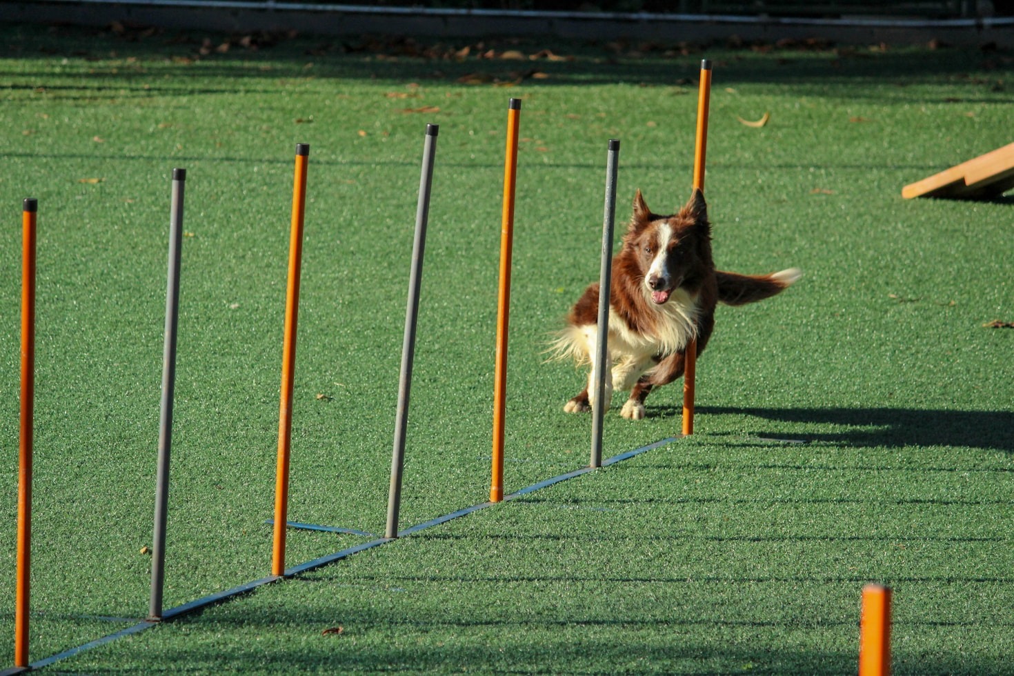 5 motivi per iniziare un corso di obedience