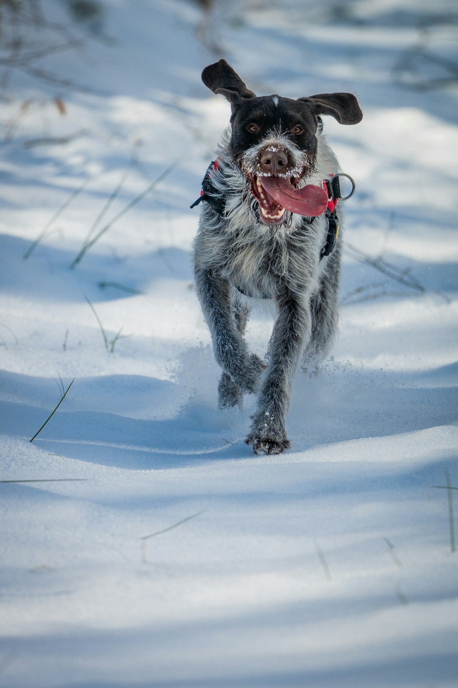 Scopri l’agility: lo sport cinofilo che appassiona